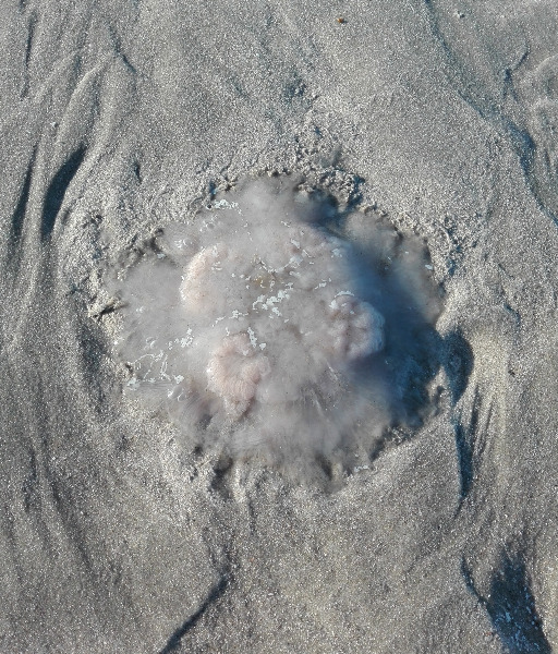 Jellyfish at Juist Beach